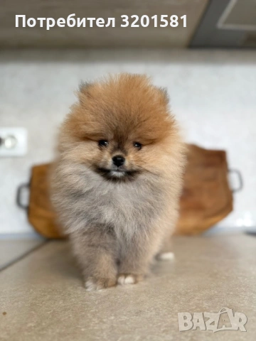Померан, снимка 4 - Померан - 54320324