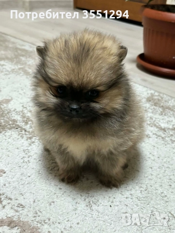 Померанче момиче , снимка 2 - Померан - 52733959