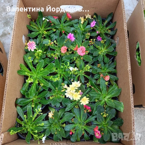 градински студоустойчиви цветя , снимка 4 - Градински мебели, декорация  - 54222596