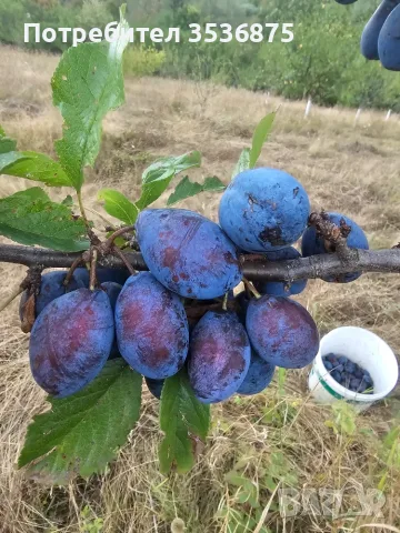 🍑☀️ НАТУРАЛНИ СУШЕНИ НА СЛЪНЦЕ СИНИ СЛИВИ ОТ ЕЛЕНСКИЯ БАЛКАН ☀️🍑, снимка 11 - Домашни продукти - 56139374