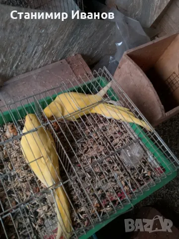 Александри 2021 2022год.различни цветове и мутации оформени птици., снимка 4 - Папагали - 39575600