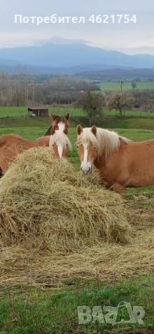 Продавам женско конче, снимка 2 - Коне - 54049192