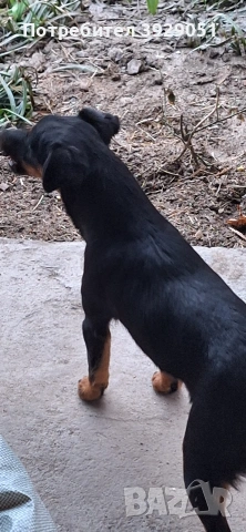 Продавам ягдтериер, снимка 4 - Ягдтериер - 53889726