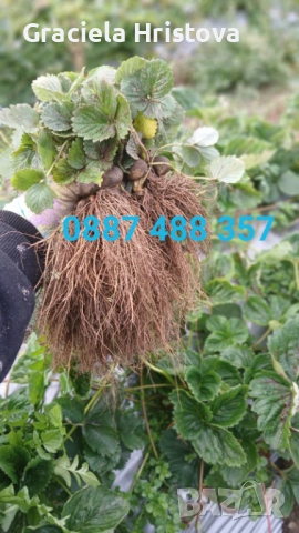 Продавам здрав разсад ягоди  целогодишни , снимка 2 - Сортови семена и луковици - 53945514