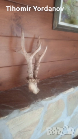 Трофей от сръндак -5 броя , снимка 12 - Антикварни и старинни предмети - 54056882