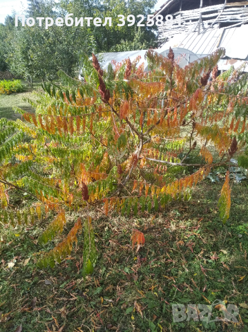 Фиданки Влакнест Шмак - Рустифина (Rhus typhina Dissecta) 