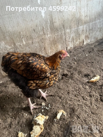 Млади петлета Амрок и Орбинктон 6 месеца, снимка 3 - Кокошки и пуйки - 54083511