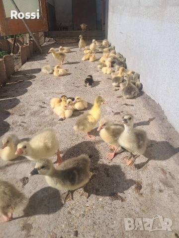 НеМи патета и ГъСета, снимка 2 - Патици и гъски - 54136349