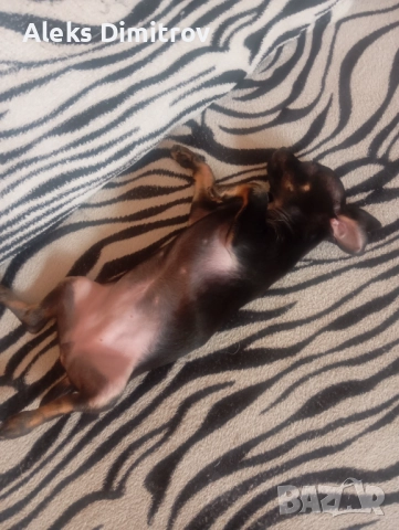 пинчер продавам , снимка 3 - Пинчер - 52774077