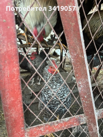 Продавам петели , снимка 2 - Кокошки и пуйки - 54335313