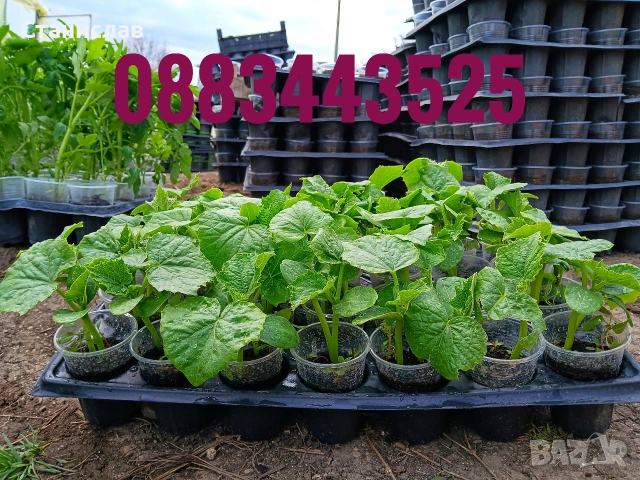 Готов разсад домати пипер чушки краставици тиквички ягоди, снимка 3 - Разсади - 54039880