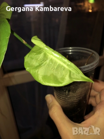 Philodendron Tenue , снимка 3 - Стайни растения - 56086824