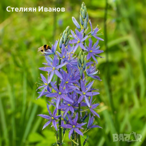 Камас, камасия (Camassia quamash) – луковици, снимка 2 - Сортови семена и луковици - 52371810