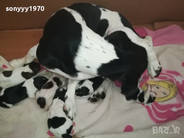 ДЖАК РЪСЕЛ-КУЧЕНЦА 250ЛВ ЗА 1БР 1508250823, снимка 17 - Джак ръсел териер - 51372207