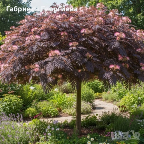 Албиция "Шоко"