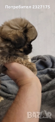 Пекинези, снимка 4 - Пекинез - 25815187