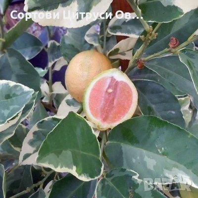 Шарен Лимон Вариегатен