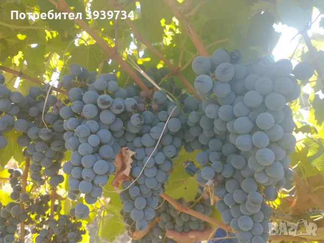 Продавам винени сортове грозде - бяло и черно , снимка 2 - Други - 56487703