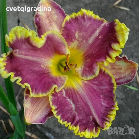 Hemerocallis Excellen (Хемерокалис Отличен), снимка 1