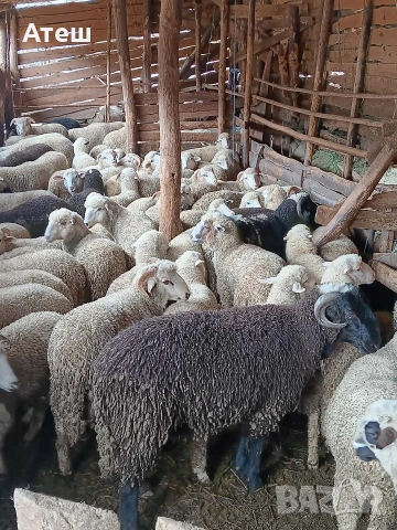 Агнета за клане и за дамазлък, снимка 4 - Овце - 53992251