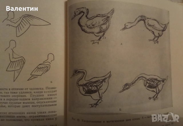 Пластична анатомия на човека и на четириногите животни и птици на руски език, снимка 4 - Специализирана литература - 52045113