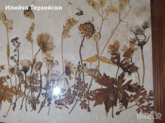Картина - хербарий, снимка 3 - Други - 40666064