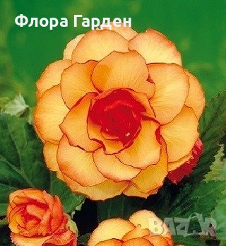 Грудки БЕГОНИЯ в Сортови семена и луковици в гр. Шумен - ID40209469 ...
