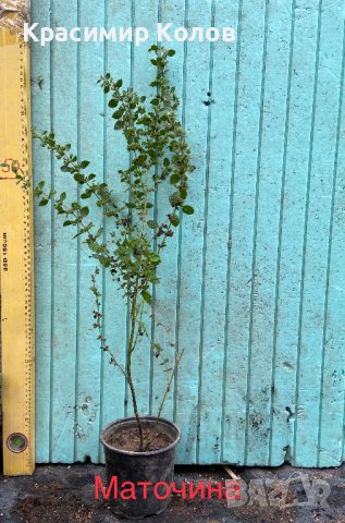 Подправки, билки, лечебни, екзотични растения, снимка 3 - Градински цветя и растения - 42253505