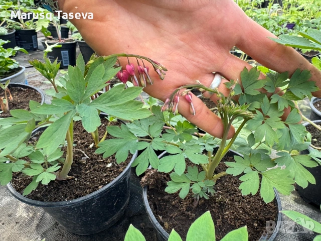 Дамско сърце , снимка 2 - Градински цветя и растения - 54119437