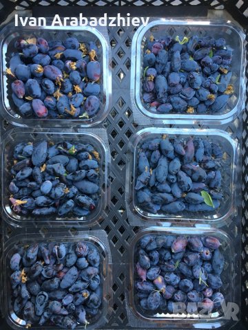 Камчатска(Майска) Боровинка, снимка 2 - Разсади - 29823869