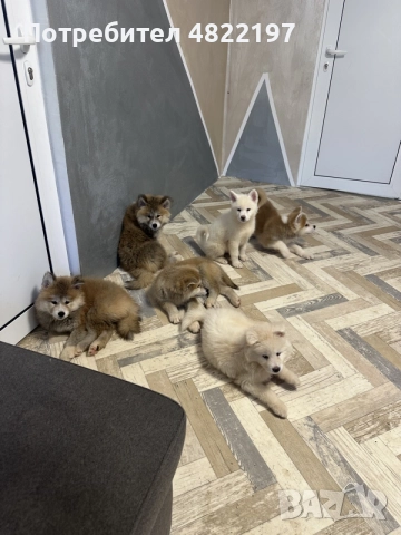 продавам Акита ину , снимка 2 - Акита ину - 55743458