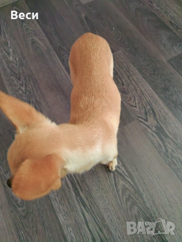 Мини чихуахуа , снимка 4 - Чихуахуа - 52774415