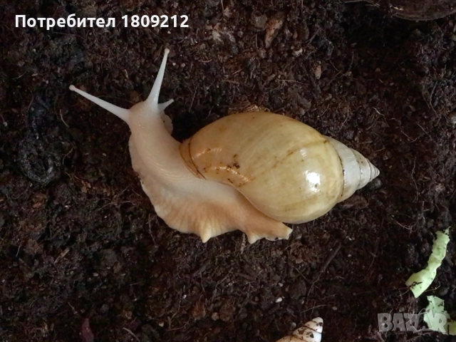 АХАТИНА, снимка 3 - Други - 52380258