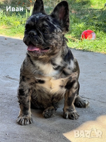 Френски булдог, снимка 10 - Френски булдог - 53140562