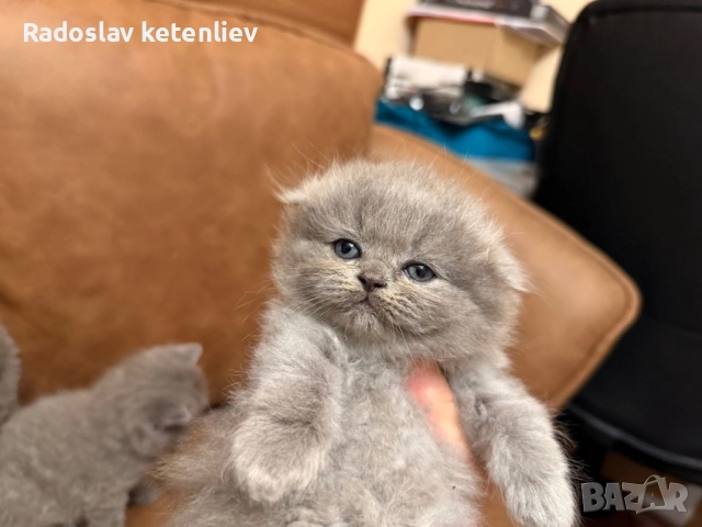 Шотландска клепоуха , снимка 14 - Британска късокосместа - 52379618