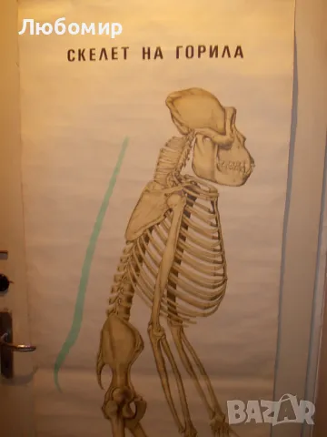 Старинно учебно табло Анатомия, снимка 2 - Антикварни и старинни предмети - 48677304