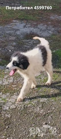 Българско овчарско куче - 2 бр. женски, снимка 10 - Каракачанска овчарка - 51979059