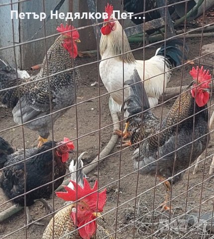 Яйца от домашни,свободно живеещи кокошки.БИО!, снимка 7 - За птици - 33765847