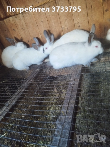 Калифорнийчета