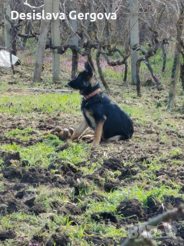 куче за разплод, снимка 2 - Немска овчарка - 54269602