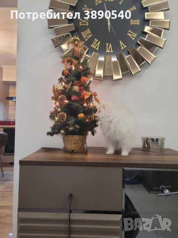 Мини померан, снимка 2 - Померан - 52912439