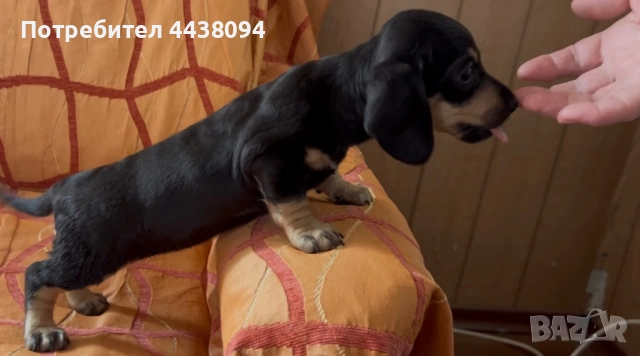 Продавам мини дакелчета , снимка 5 - Дакели - 53272079