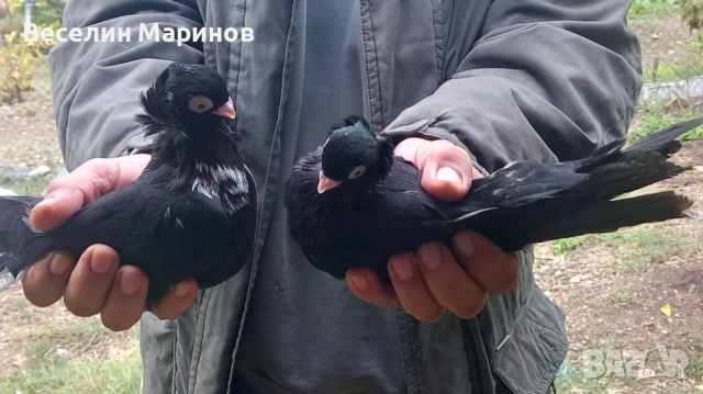 Продавам шуменски гълъби , снимка 11 - Гълъби - 52011901