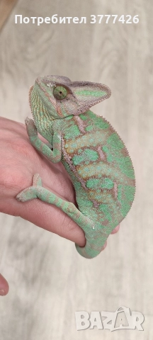 Йеменски Хамелеон / Chamaeleo calyptratus, снимка 3 - Хамелеон - 42266319