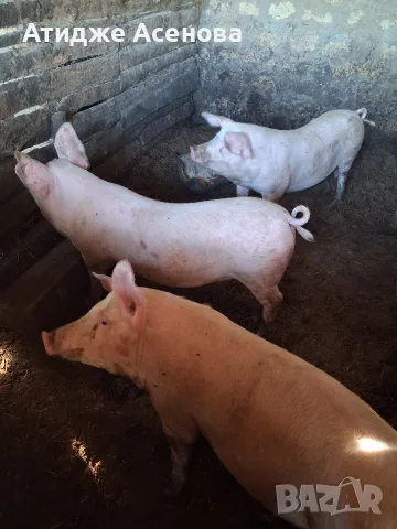 продавам 2 женски прасета