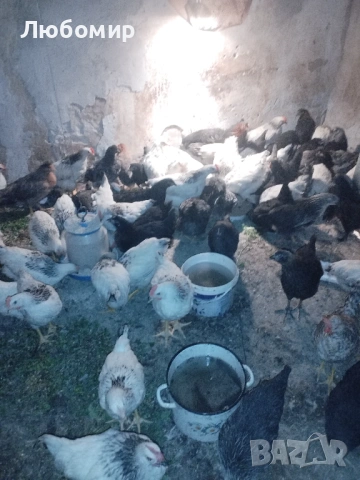 Записвам за ярки на 2 месец, снимка 7 - други­ - 53601862