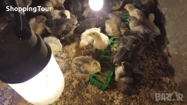 пилета Брами различни разцветки