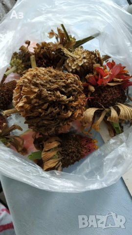 продавам семена на цветя Циния (реколта 2025 г.)