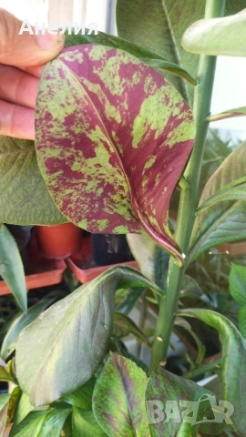 Африкански млечен храст Еуфорбия рубра , снимка 2 - Стайни растения - 52509054