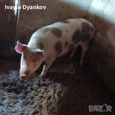 Женско прасе, снимка 3 - Прасета - 52624491